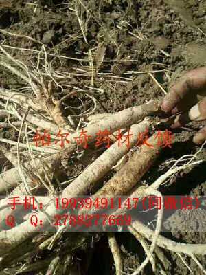 蘆根葉面肥廠家價(jià)格/帕爾奇中藥材肥料直銷價(jià)